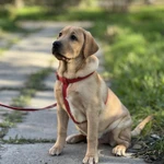 Щенок лабрадора