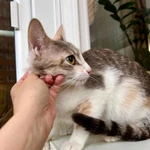 Фото №4 Лика - нежная, теплая, добрая кошка в добрые руки