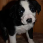 Фото №2 Щеночки в добрые руки. СРОЧНО!