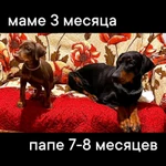 фото Чистокровные щенки Добермана