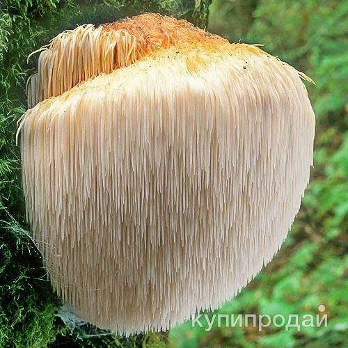 Фото Ежевик (ежовик) гребенчатый мицелий с грибными телами