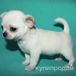 Фото №4 чихуахуа белоснежный мальчик шоу