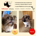 Фото №6 Стрижка кошек, собак, кроликов