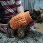 Фото №5 Гардероб домашних собак и кошек