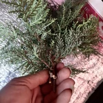 Фото №2 Плосковеточник пучки. Цена за штуку.