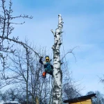 Фото №3 Спил деревьев
