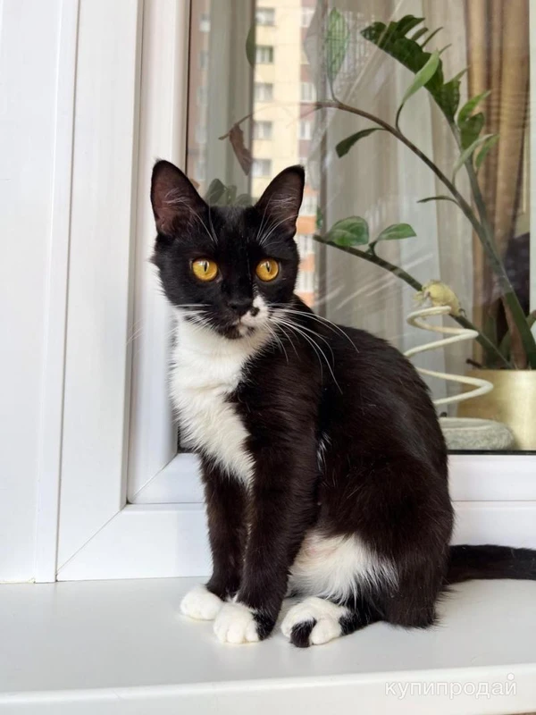 Фото Кошка Брусничка в добрые руки