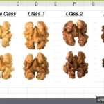 Фото №4 Орех грецкий,орехи чищенные