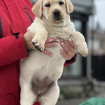 Девочка Лабрадора