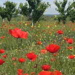 Фото №6 Готовый бизнес, черешневый сад 11,4 Га