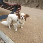 Фото №2 Метис чихуахуа и папийона