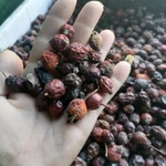 Фото №7 Шиповник лесной горный.