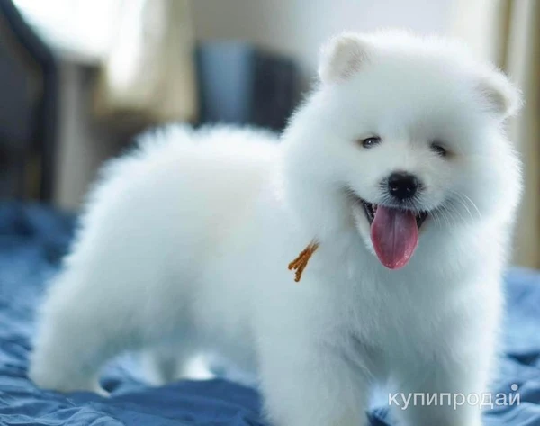 Фото Samoyed puppies For Sale