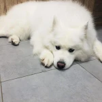 Фото №2 Стрижка собак и кошек