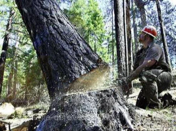 Фото Услуги по спилу деревьев