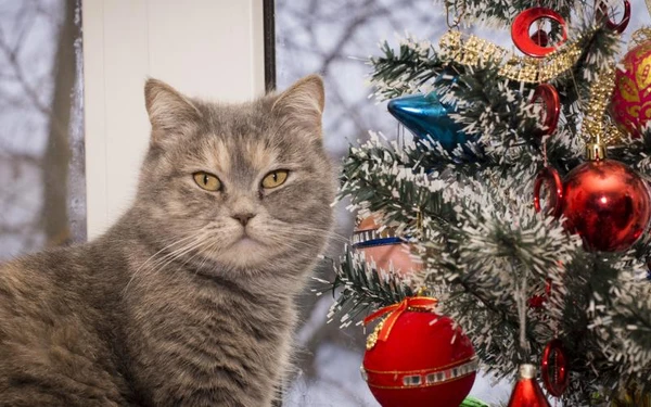 Фото передержка кошек