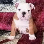 Фото №3 Щенки английского бульдога