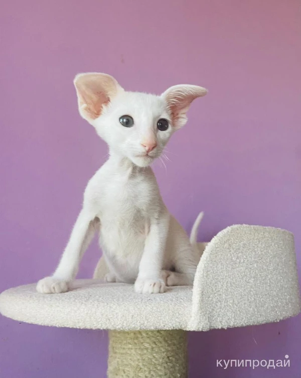 Фото Продаю прекрасных ориентальных котят