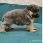 Фото №2 Щенки немецкой овчарки голубого окраса