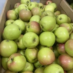 фото Яблоки от товарного производства