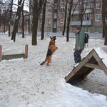 тренировка собак в ярославле 