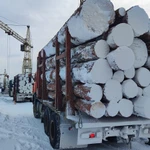 фото Кедр кругляк продажа оптом.