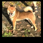 ВЯЗКА КОБЕЛЯ СИБА-ИНУ