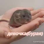 Фото №6 крысята декоратив