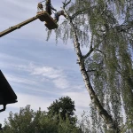 Фото №2 Расчистка участков,спил деревьев