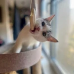 Фото №8 Котенок Булочка в добрые руки