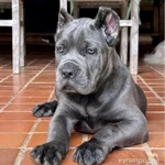 Фото №4 Щенки кане корсо от топ питомника