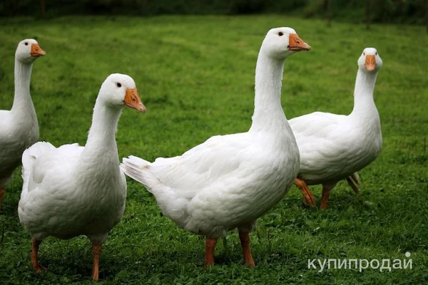 Фото Мясо птицы