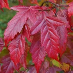 Фото №3 Клен Гиннала (татарский)