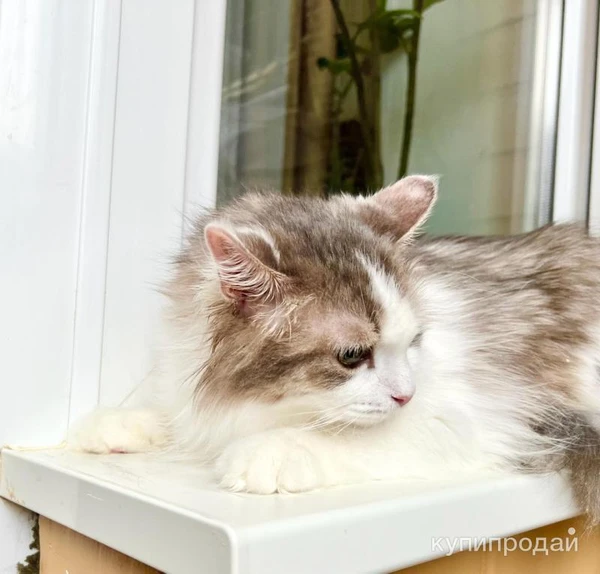 Фото Мелисса – пушистая кошечка в дар заботливым хозяевам