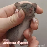 Фото №3 крысята декоратив