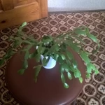 Фото №7 Декабристы