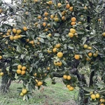 Фото №9 Мандарины из Абхазии урожай 2024