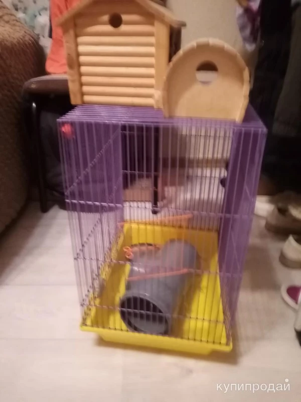 Фото Грызунам