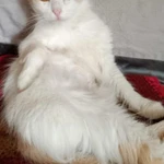 Фото №5 Молоденькая кошечка Белочка в добрые руки