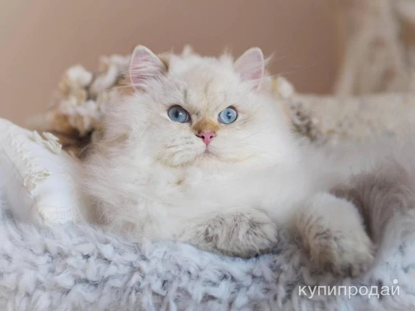 Фото Британский мальчик Юджин