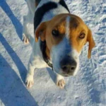 Фото №2 Гончая