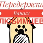 Передержку домашних животных