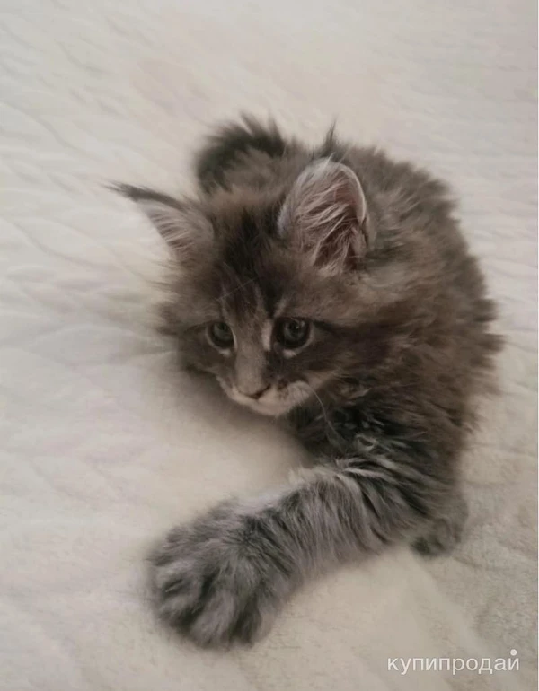 Фото Продам мейн-куна