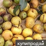 фото Грушу садовую на переработку закупаем