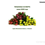 Фото №2 Продам тюльпаны оптом