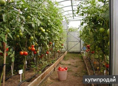 Фото Продам тепличный комплекс на 8 Га.