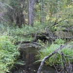 Фото №3 ⭕ЗЕМЛЯ 32,1га. ЛЕС, БОЛЬШОЙ РУЧЕЙ.