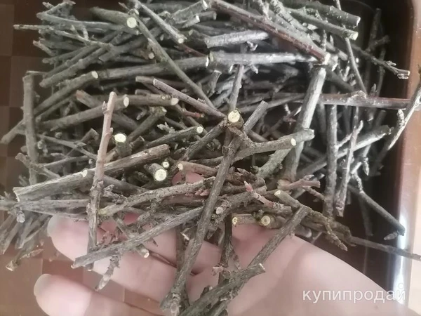 Фото Веточки чёрной смородины.