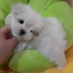 Фото №7 Роскошные девочки Мальтезе