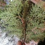 Фото №5 Плосковеточник пучки. Цена за штуку.